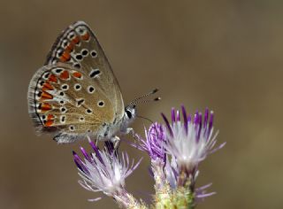 okgzl Meneke Mavisi (Polyommatus thersites)