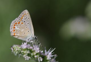 okgzl Meneke Mavisi (Polyommatus thersites)