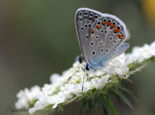 okgzl Meneke Mavisi (Polyommatus thersites)