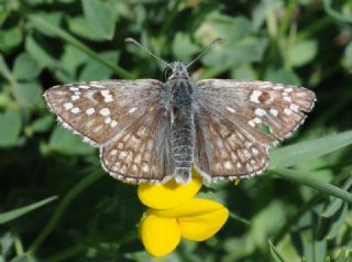 Sar Bandl Zpzp (Pyrgus sidae)