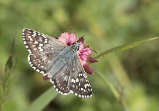 Sar Bandl Zpzp (Pyrgus sidae)