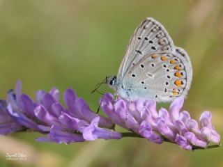 okgzl Mavi (Polyommatus icarus)