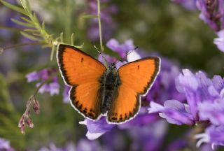 Ate Bakr Gzeli (Lycaena candens)