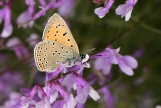 Ate Bakr Gzeli (Lycaena candens)