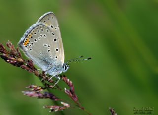 Ate� Bak�r G�zeli&nbsp;(Lycaena&nbsp;candens)
