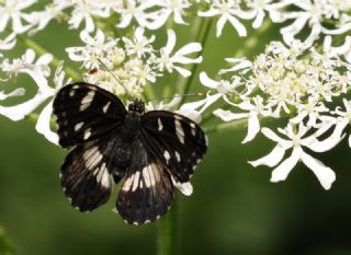 Akdeniz Han�meli Kelebe�i&nbsp;(Limenitis&nbsp;reducta)