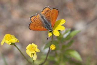 Kk Ate Gzeli (Lycaena thersamon)