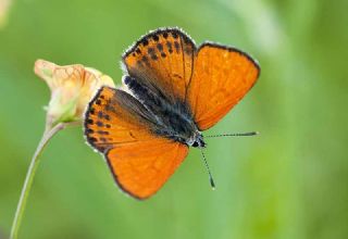 Kk Ate Gzeli (Lycaena thersamon)