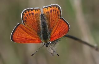 K���k Ate� G�zeli&nbsp;(Lycaena&nbsp;thersamon)