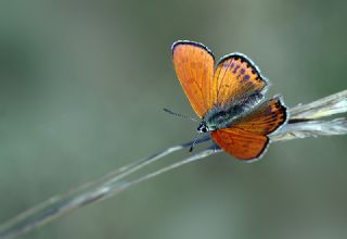 Kk Ate Gzeli (Lycaena thersamon)