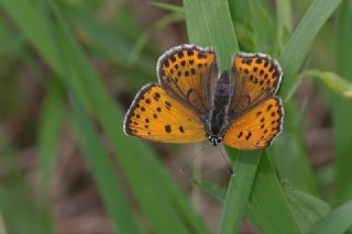 Kk Ate Gzeli (Lycaena thersamon)