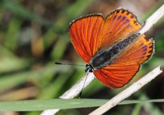 Kk Ate Gzeli (Lycaena thersamon)