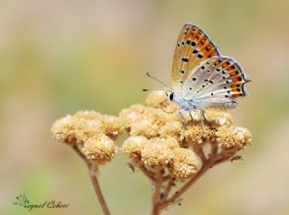 Kk Ate Gzeli (Lycaena thersamon)