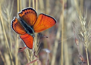 Kk Ate Gzeli (Lycaena thersamon)