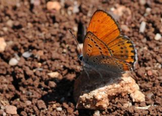 Kk Ate Gzeli (Lycaena thersamon)