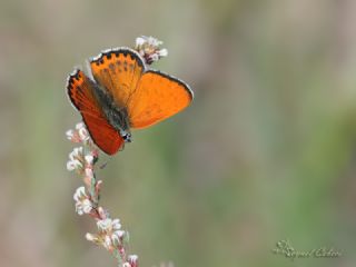 Kk Ate Gzeli (Lycaena thersamon)