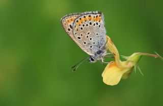 Kk Ate Gzeli (Lycaena thersamon)