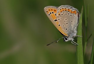 K���k Ate� G�zeli&nbsp;(Lycaena&nbsp;thersamon)