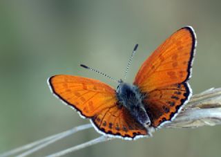 Kk Ate Gzeli (Lycaena thersamon)