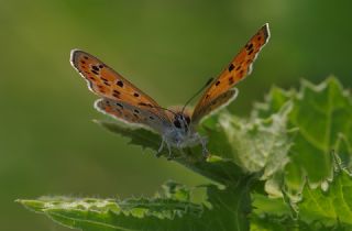 Kk Ate Gzeli (Lycaena thersamon)