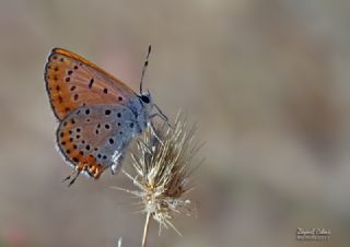 Kk Ate Gzeli (Lycaena thersamon)