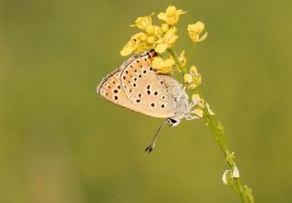 Kk Ate Gzeli (Lycaena thersamon)