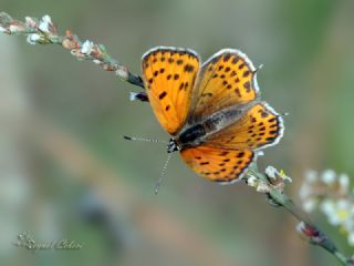 Kk Ate Gzeli (Lycaena thersamon)