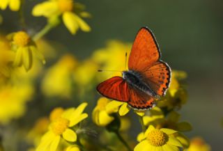 Kk Ate Gzeli (Lycaena thersamon)