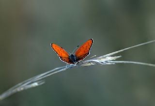 Kk Ate Gzeli (Lycaena thersamon)