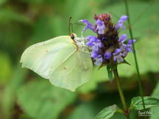 Orakkanat (Gonepteryx rhamni)