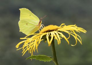 Orakkanat (Gonepteryx rhamni)