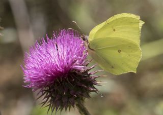 Orakkanat (Gonepteryx rhamni)