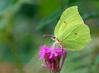 Orakkanat (Gonepteryx rhamni)