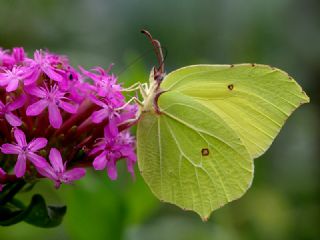 Orakkanat (Gonepteryx rhamni)