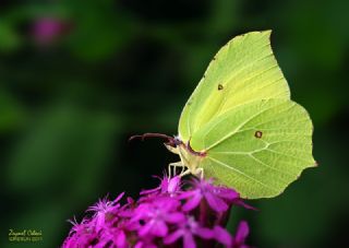 Orakkanat (Gonepteryx rhamni)