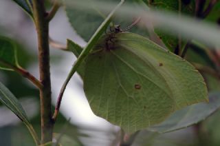 Orakkanat (Gonepteryx rhamni)