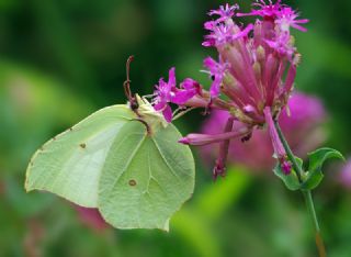 Orakkanat (Gonepteryx rhamni)