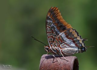 ift Kuyruklu Paa (Charaxes jasius )