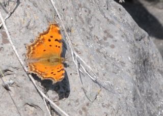 Anadolu Y�rt�kp�rt���&nbsp;(Inachis&nbsp;egea)