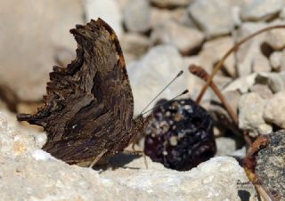 Anadolu Y�rt�kp�rt���&nbsp;(Inachis&nbsp;egea)