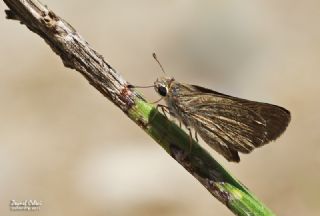 Cce Zpzp (Gegenes pumilio)