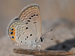 Mcevher Kelebei (Chilades trochylus)