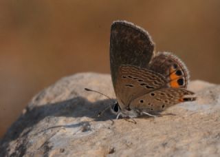 Mcevher Kelebei (Chilades trochylus)