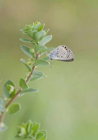 Mcevher Kelebei (Chilades trochylus)