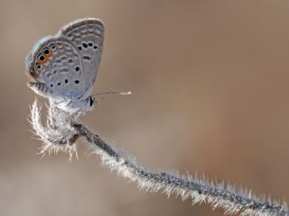 Mcevher Kelebei (Chilades trochylus)