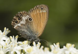 Funda Zpzp Perisi (Coenonympha arcania)