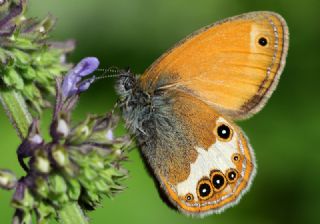 Funda Zpzp Perisi (Coenonympha arcania)