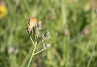 Sar Antenli Zpzp (Thymelicus sylvestris)