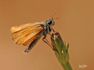 Sar Antenli Zpzp (Thymelicus sylvestris)