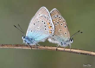 okgzl Amanda (Polyommatus amandus)